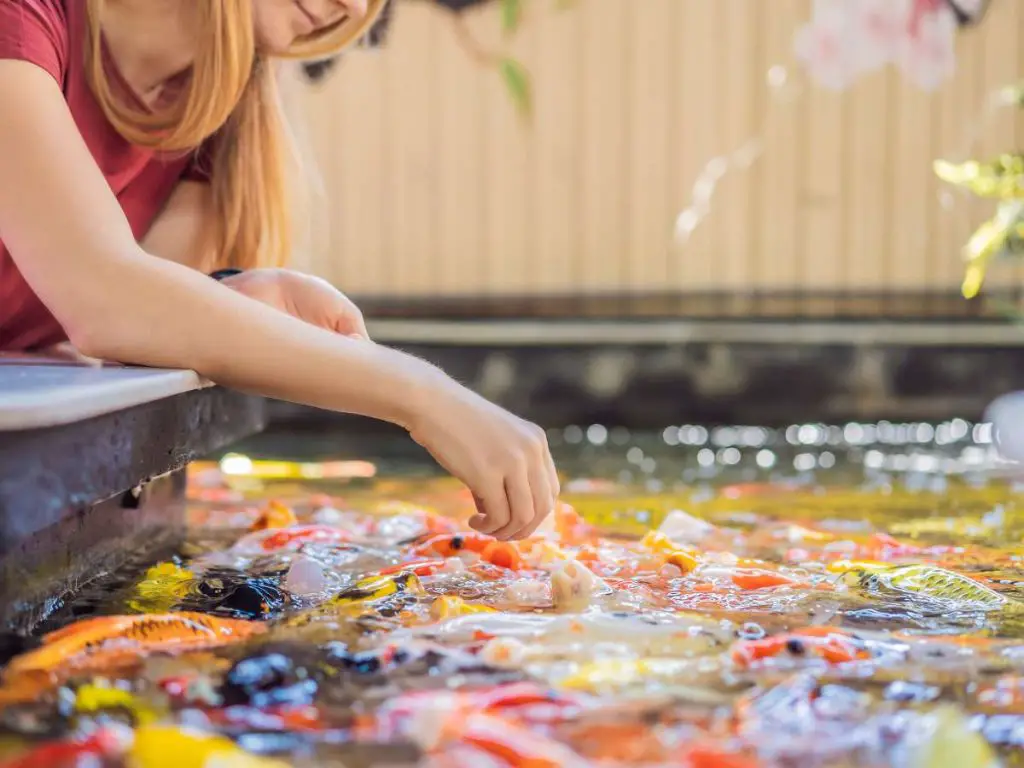 A woman feeding Koi fish in a pond.