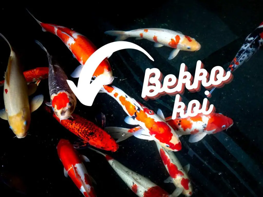 bekko koi in a group of other koi