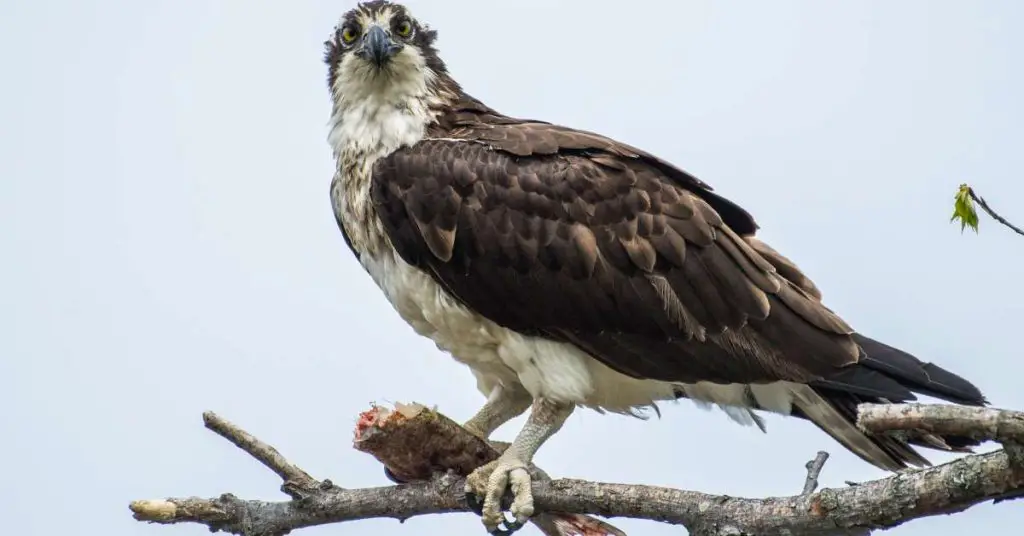 A large bird of prey perched on a tree while eating a fish.