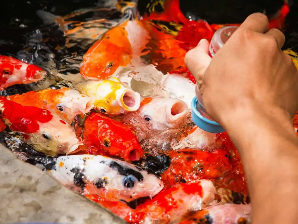 Koi fish being bottle fed a specialized formula.