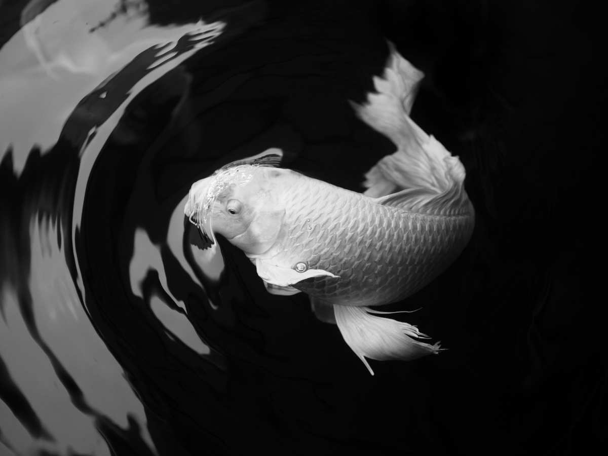 Koi Varieties Complete List of All The Different Types of Koi Plus