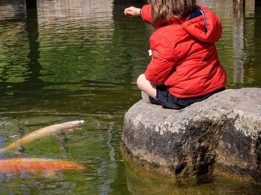 A child sits near a Koi pond feeding the fish.