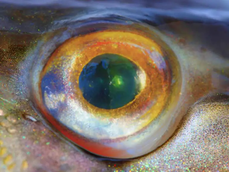 Koi Cloudy Eye Treatment: Complete Guide To Treat & Prevent Cloudy Eye And Keep Your Fish Healthy