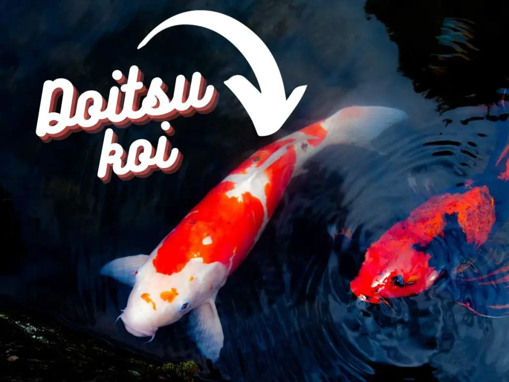 image of a doitsu koi swimming with another koi