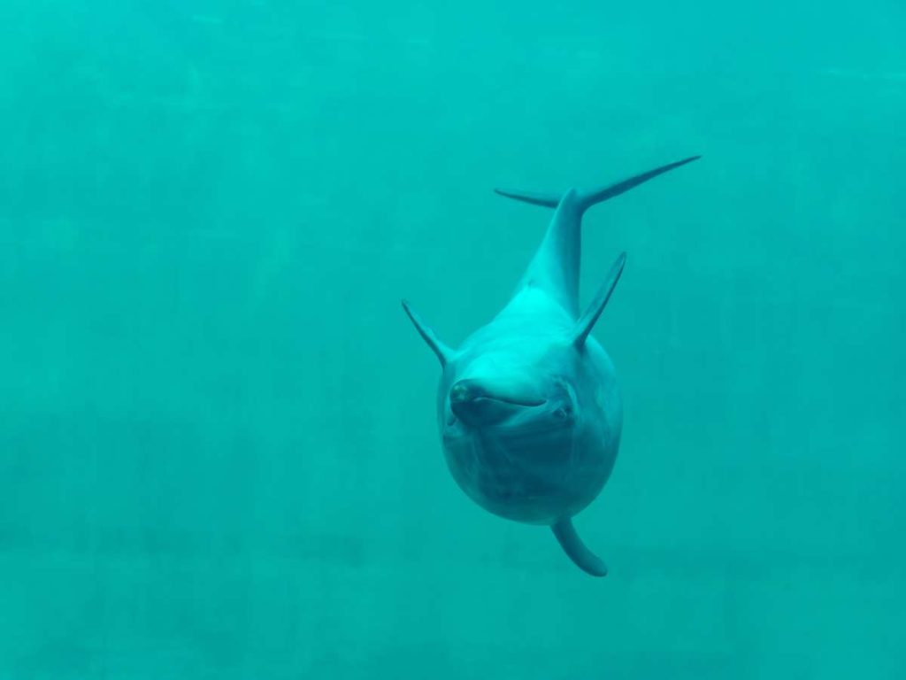 A dolphin swimming upside down.