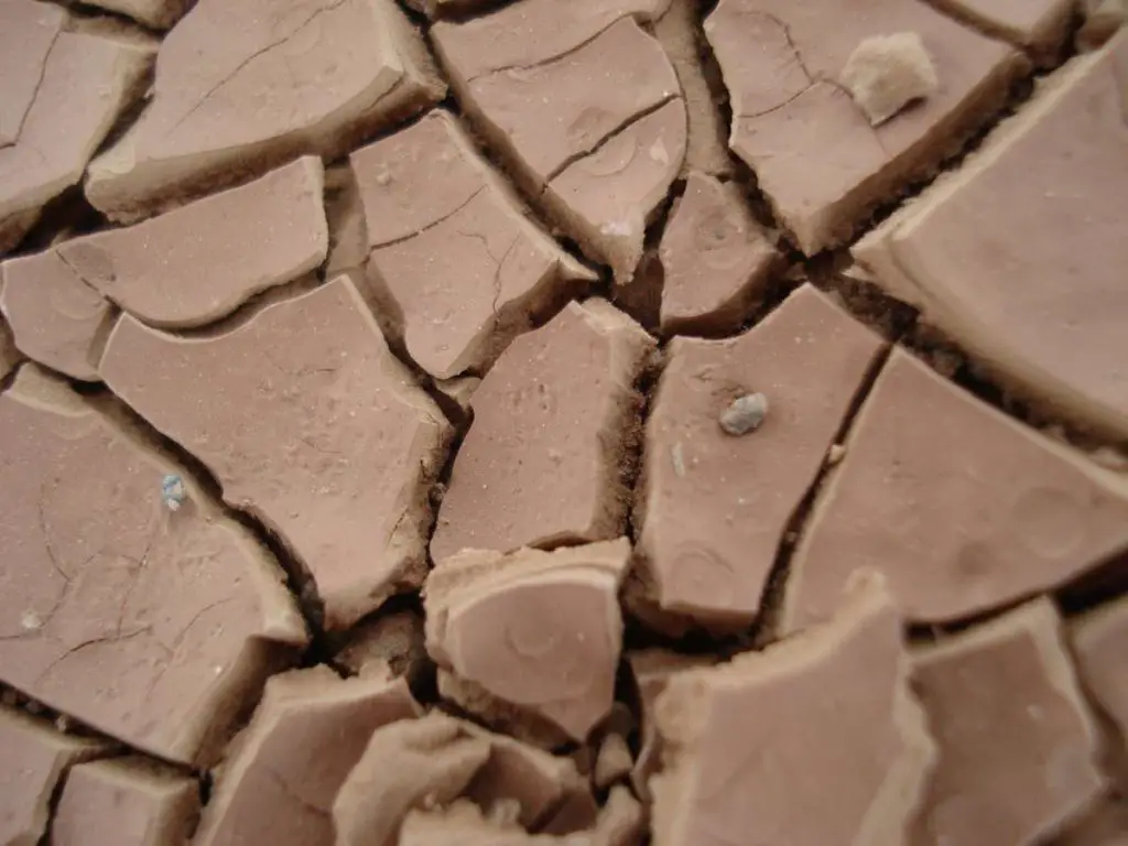 Cracks forming in the clay surface of a dried pond bed.