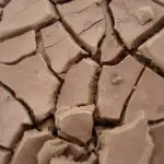 Cracks forming in the clay surface of a dried pond bed.