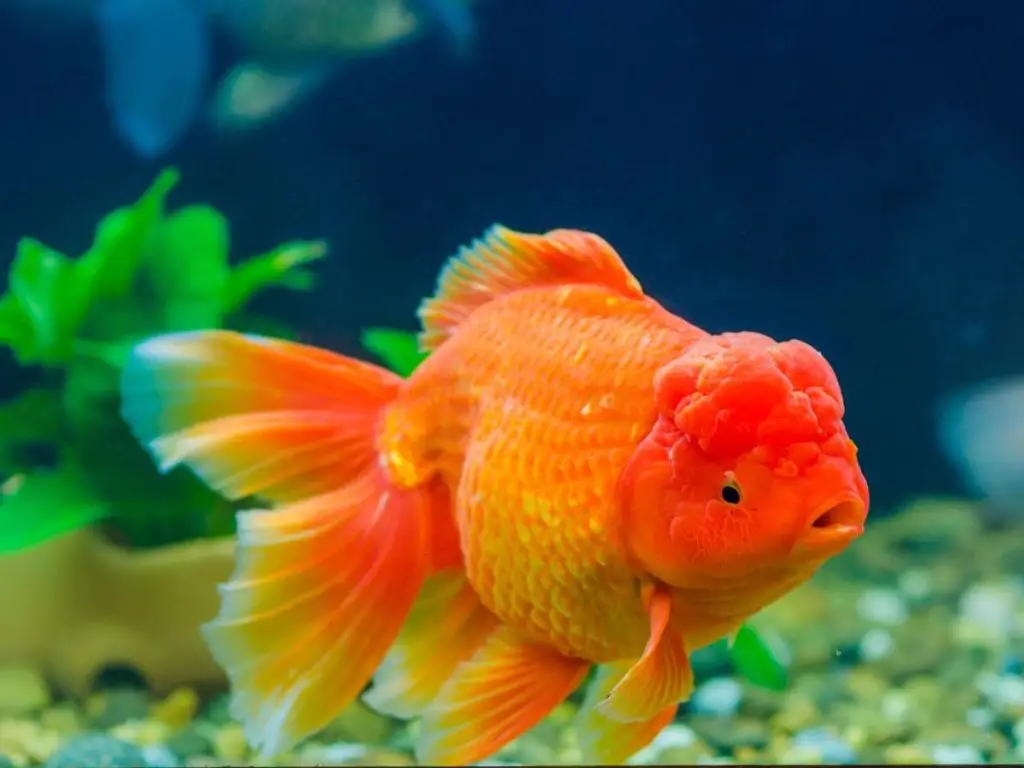 A colorful and shapely goldfish swimming in an aquarium.