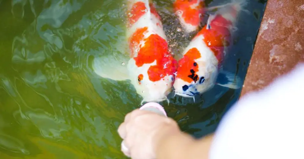 two koi fish being fed from a bottle