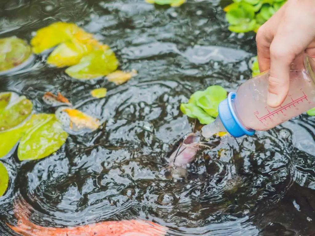 hand feeding a baby koi in a pond