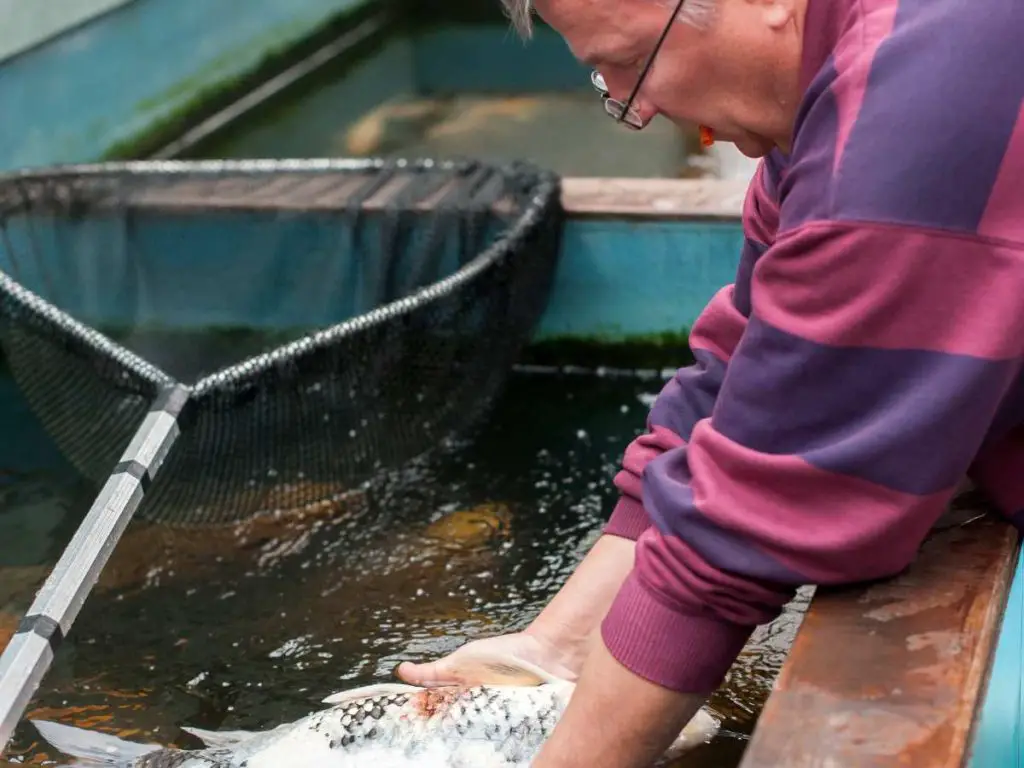 a vet treating an isolated fish in a tank