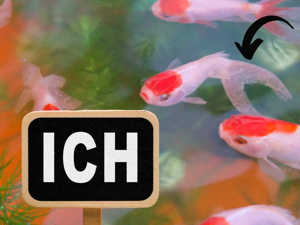 group of fish with ich