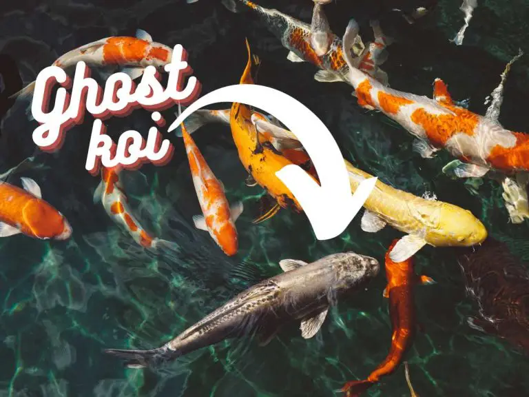 Ghost Koi Guide: Essential Care Tips, Feeding Habits & More!