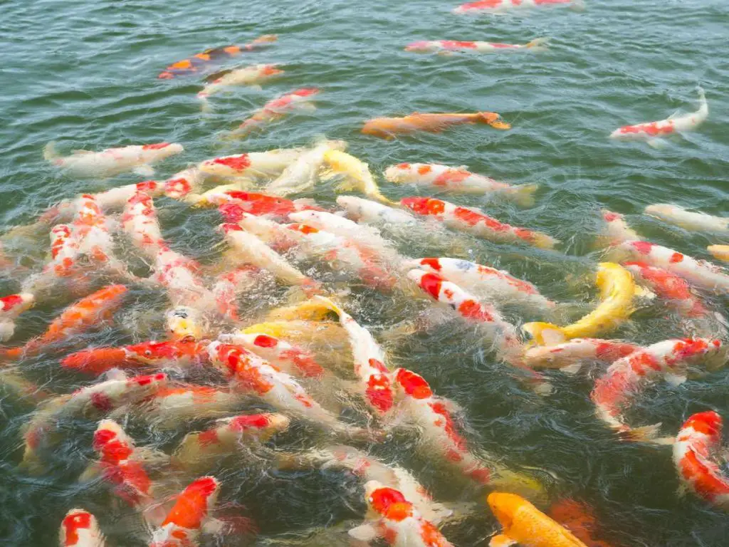 A large group of Koi fish, including several Sanke Koi varieties.