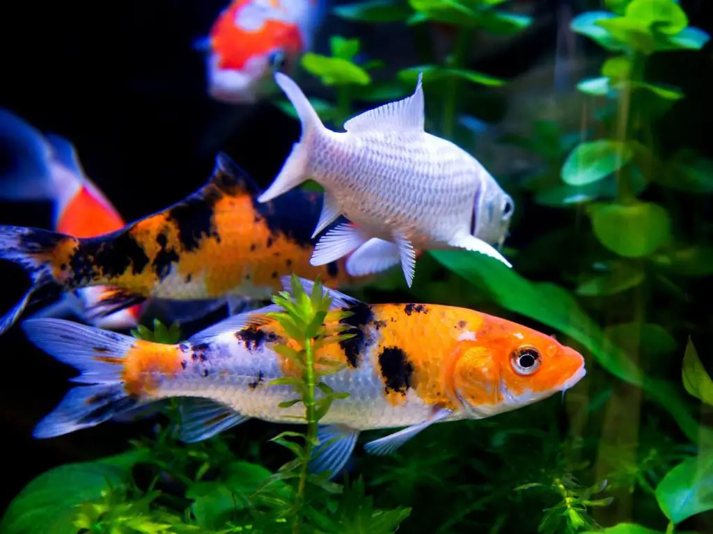 Colorful Koi fish swimming alongside other fish in an aquarium.