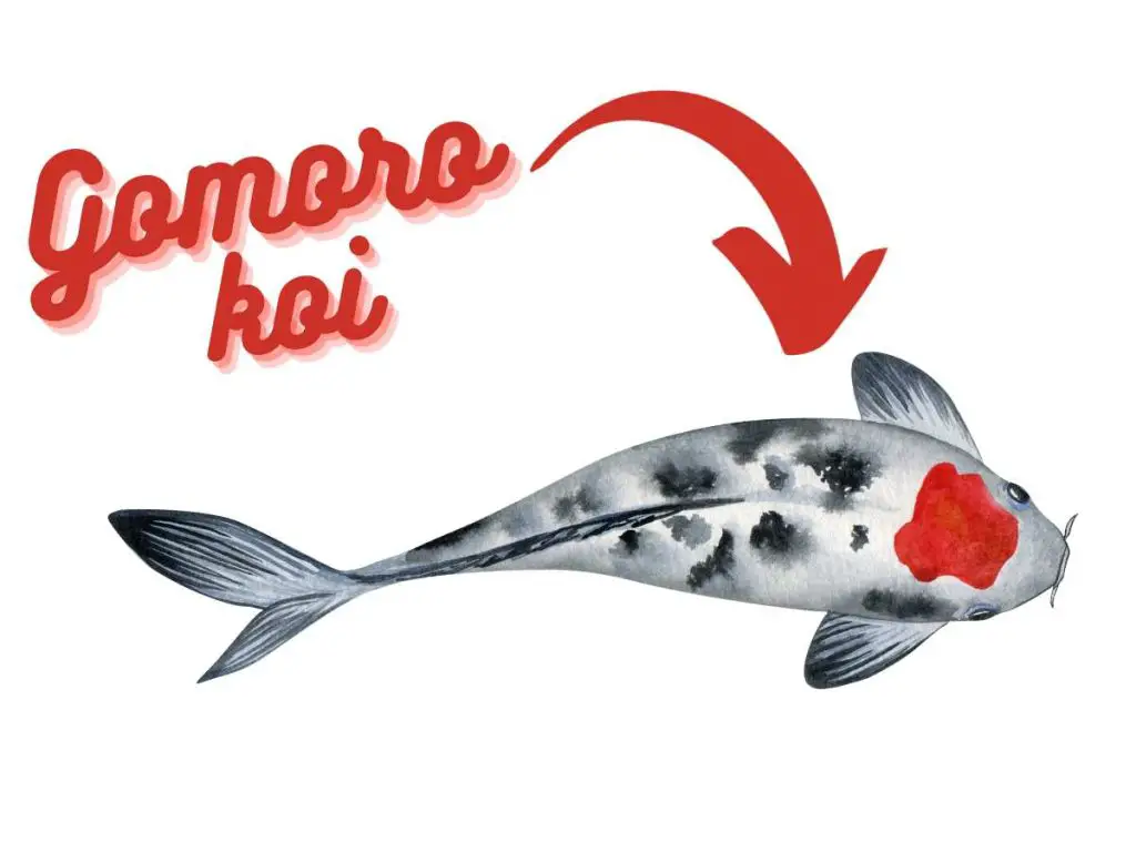 graphic of goromo koi