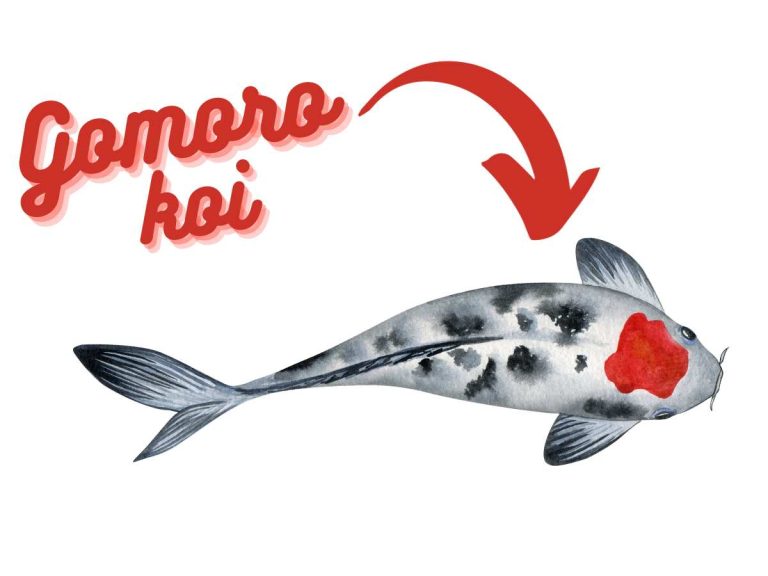 Goromo Koi Guide: The Art & Science of Caring for Goromo Koi Fish