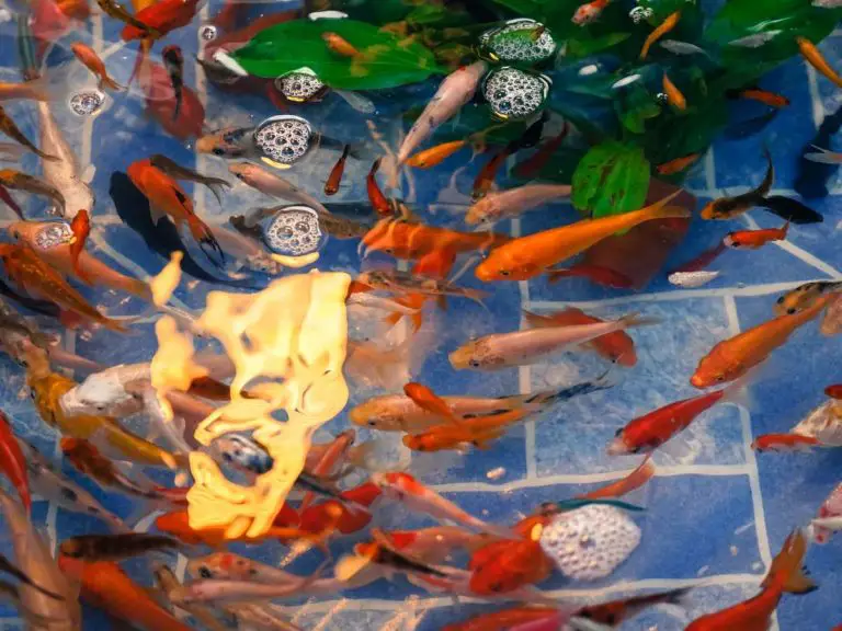 Raising Koi Fry: A Complete Guide To Rearing Happy and Healthy Koi From Birth