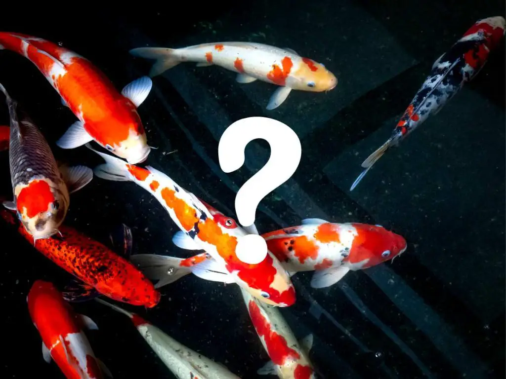 group of koi fish with a question mark graphic