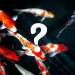 group of koi fish with a question mark graphic
