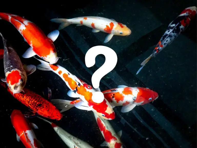 Koi Varieties: Complete List of All The Different Types of Koi – Plus How To Choose Them!