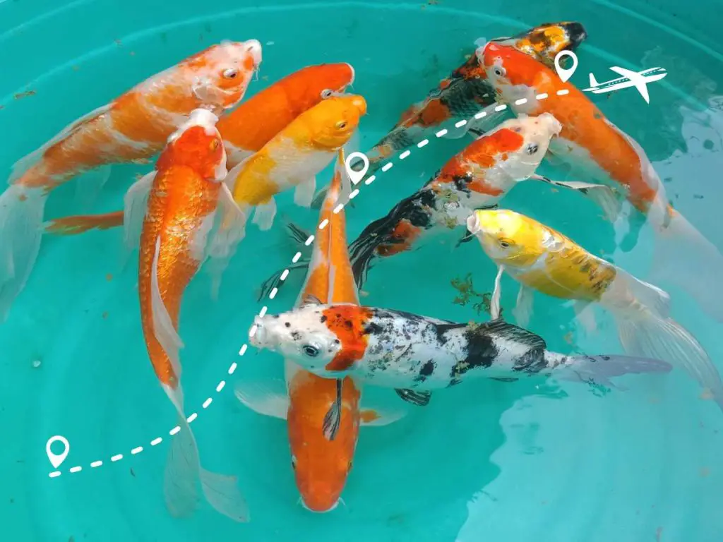 group of koi fish