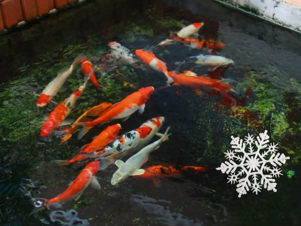 group of koi fish outdors with a snowflake graphic