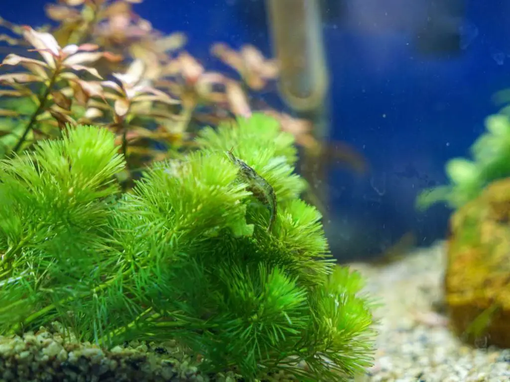 A hornwort plant underwater in a fish tank.