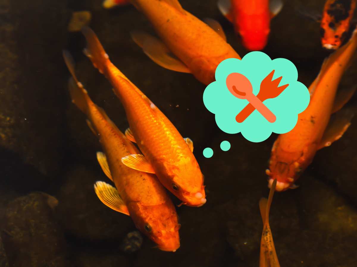 koi with a thought bubble showing a fork and knife