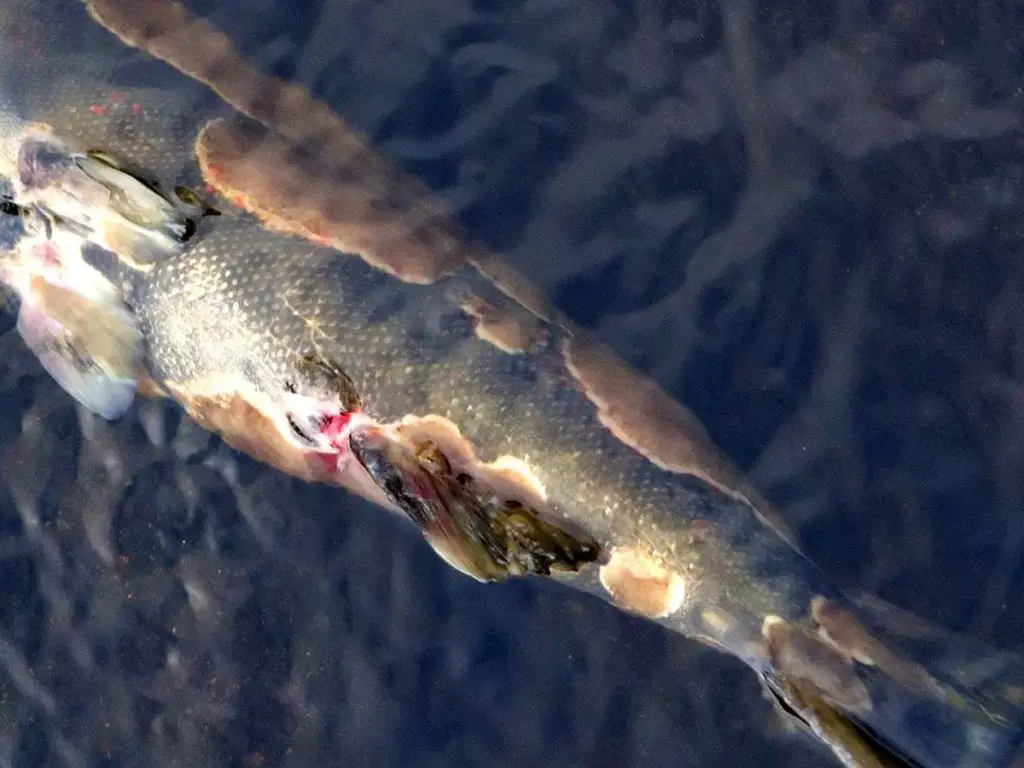 A Koi carp with visible ulcers on its body.