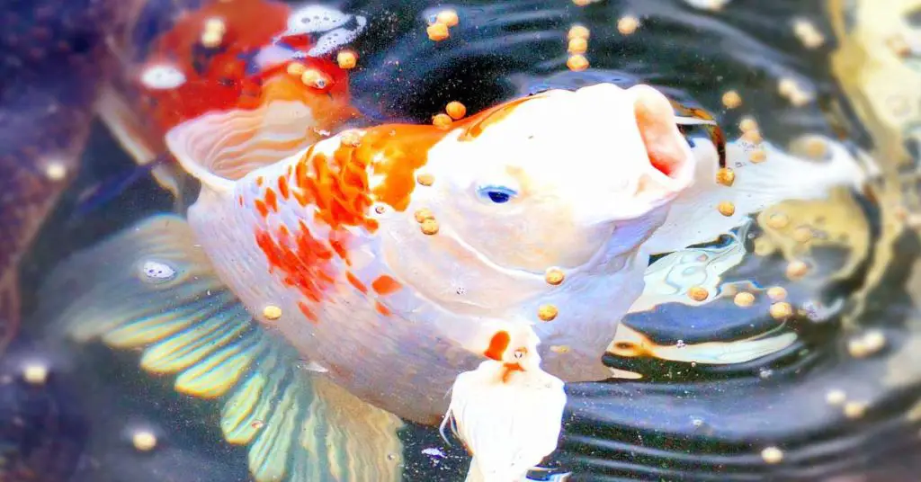 A red and white koi fish eating food pellets in a koi pond.