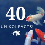 photo of koi fish with '40 fun koi facts' written over it