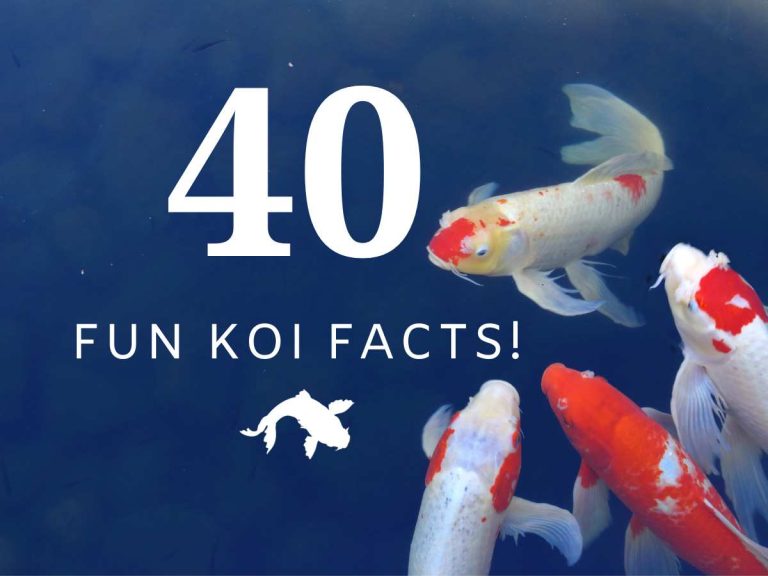 Facts About Koi Fish: 40 Fascinating Facts & Insights into These Fascinating Fish!