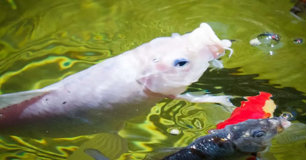 A white koi fish opening its mouth while feeding in a koi pond.