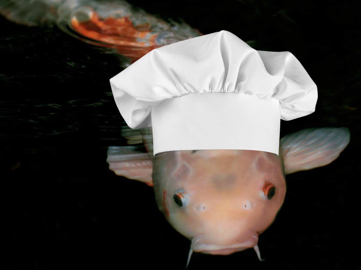 koi fish with a graphic of a chefs hat on its head