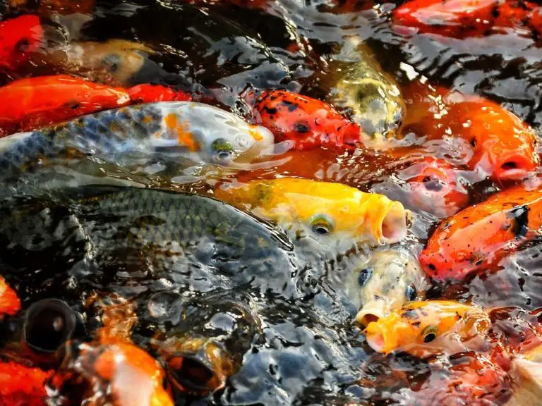 How to Stop Koi Bullying: Techniques and Tips for a Peaceful Pond
