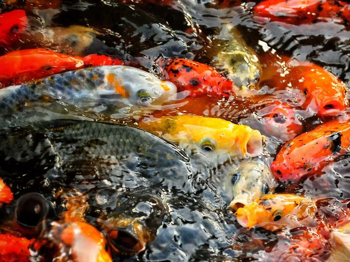 A large group of Koi fish in a koi pond.