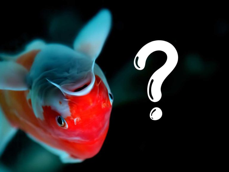 Koi Fish Swimming Upside Down or Sideways: Causes & Solutions