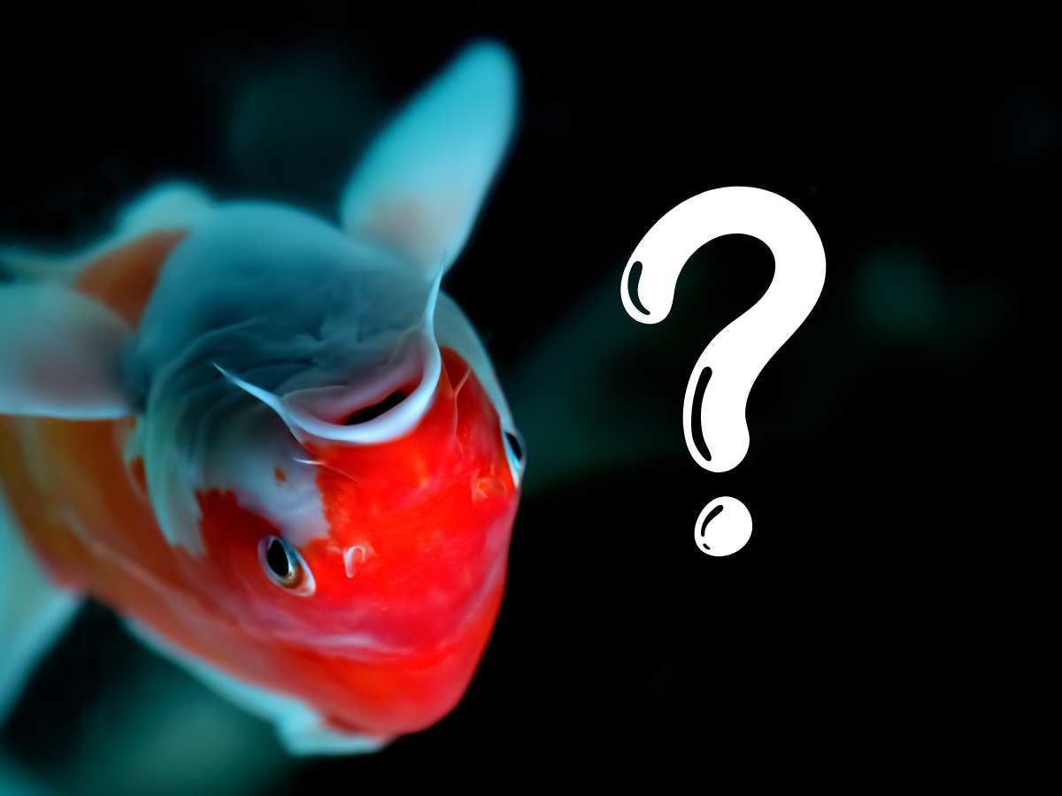 Koi Fish Swimming Upside Down or Sideways Causes & Solutions Backyard Pond Ideas and Supplies