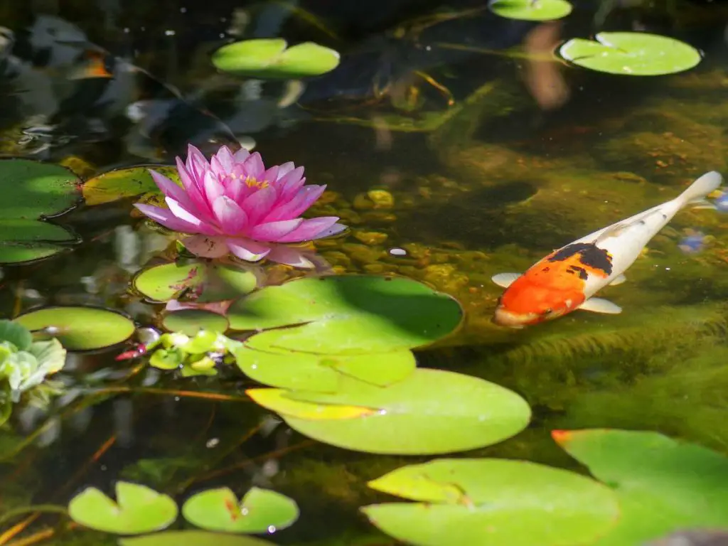 A koi fish swimming across a clean and tranquil pond stress-free.