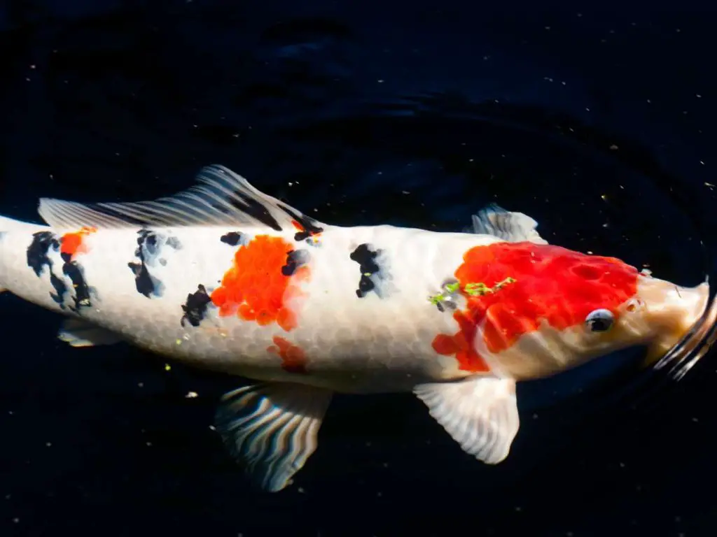 brightly covered koi fish swimming in a darkly lit pond, so the background looks black