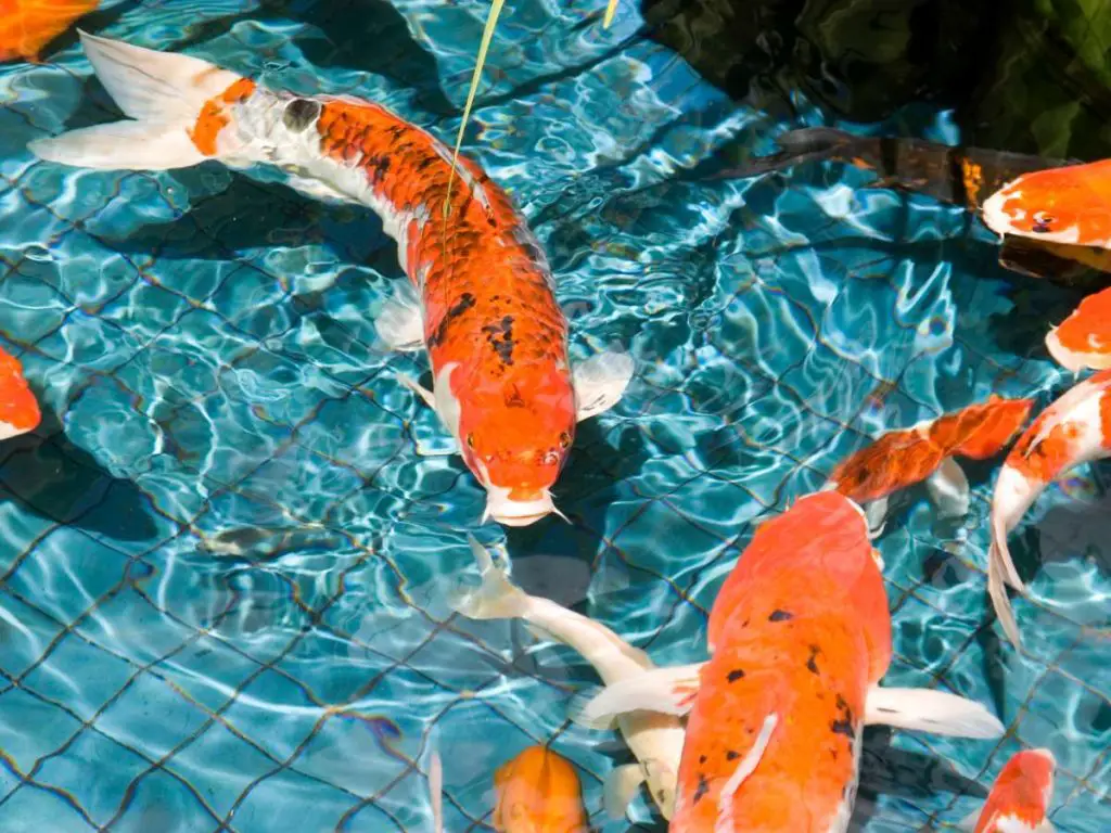 Orange Koi fish swimming in a shallow Koi pond with a light blue floor.