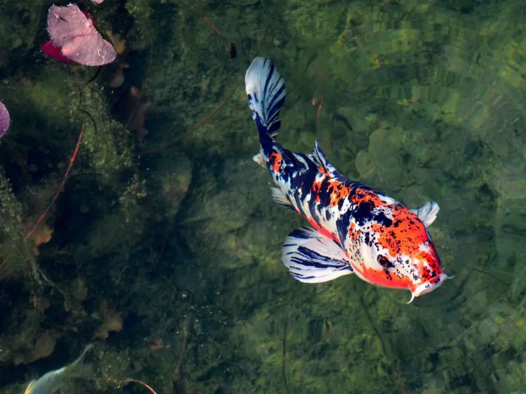 A lone Koi swimming in a koi pond.