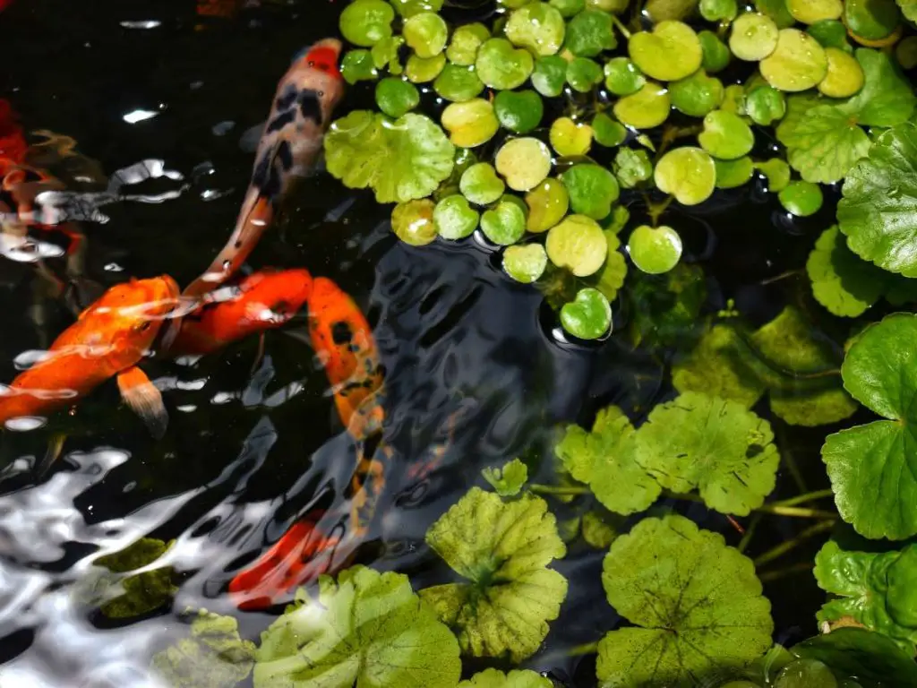 koi fish in pond with floating plants