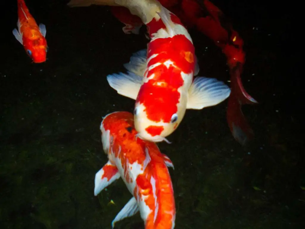 two healthy koi fish swimming in the foreground, with smaller koi fish below