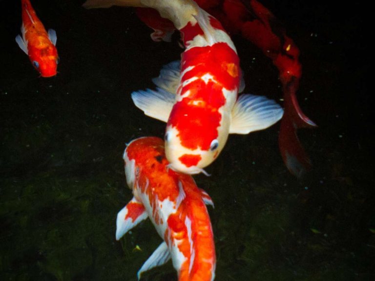 How Much Do Koi Fish Cost? Why Koi Cost So Much More Than Other Fish