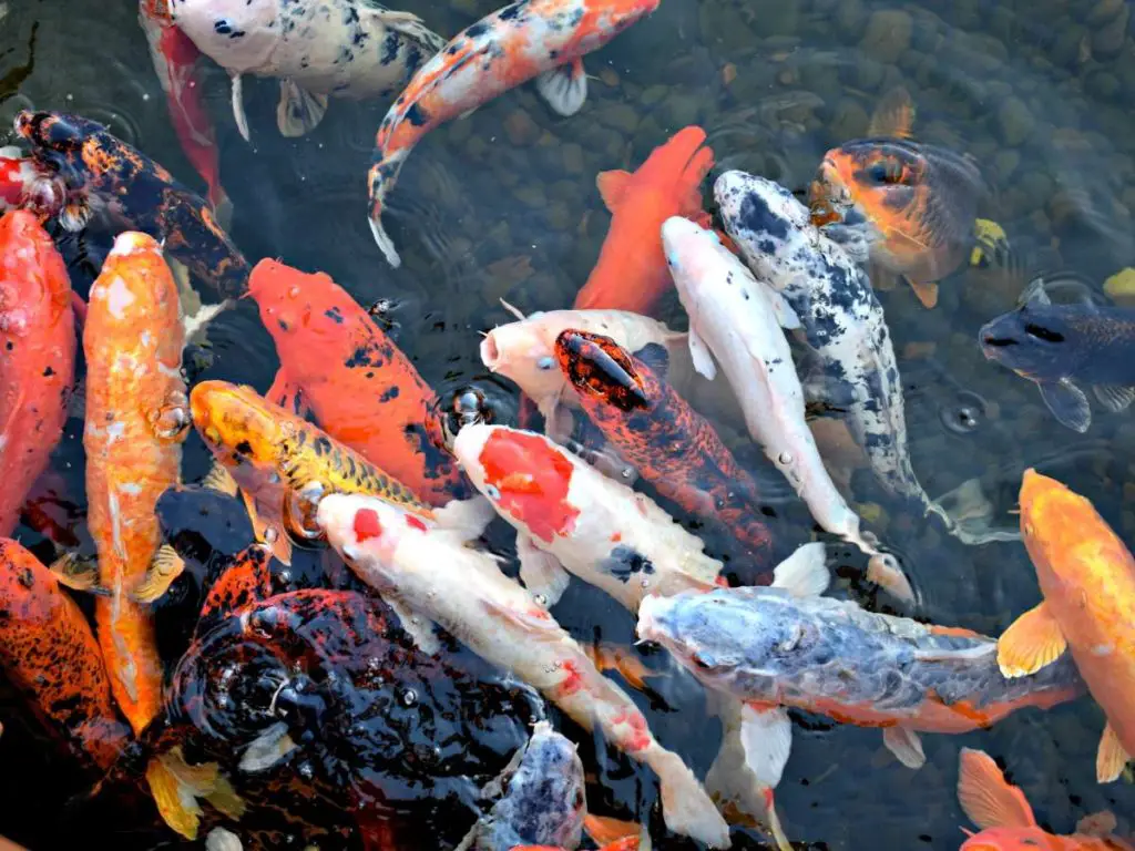 A large group of Koi gathered around a feeding spot in a pond.