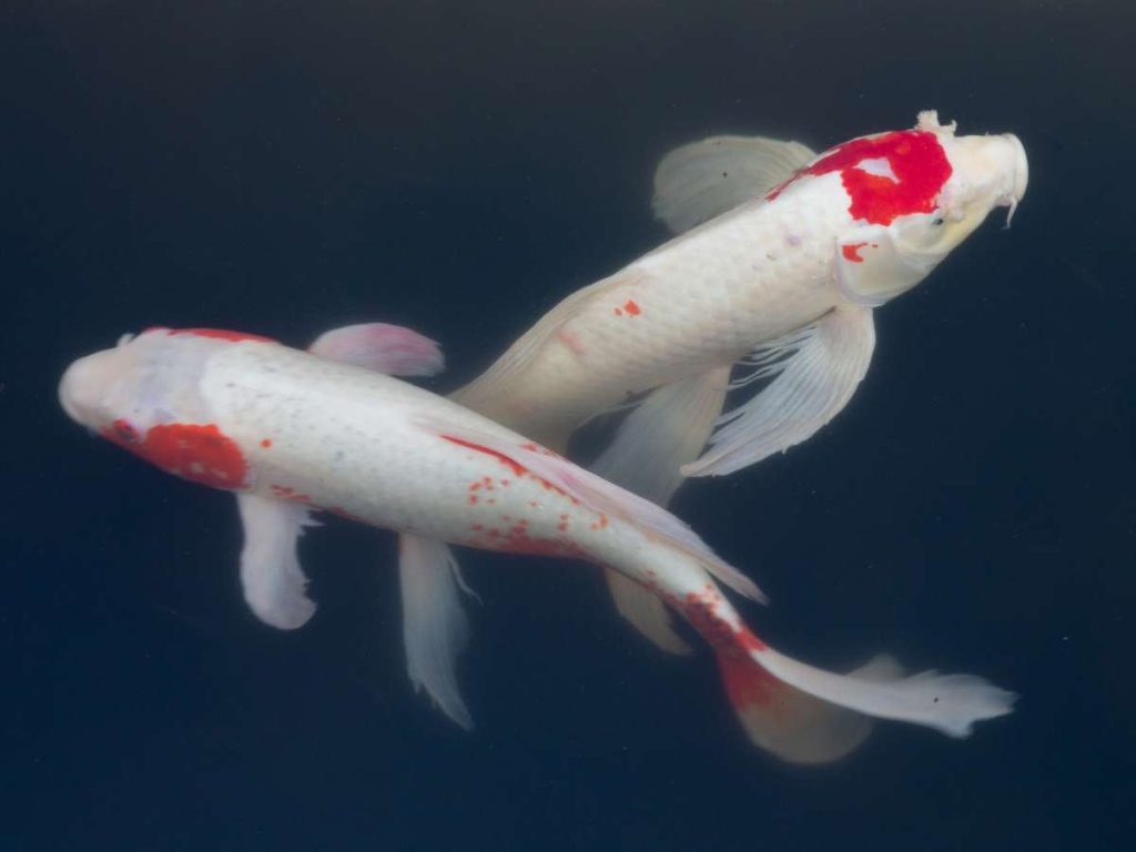 Two white and red koi fish swimming next to one another in a pond.
