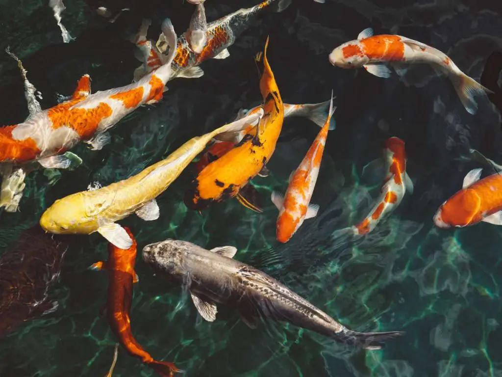 koi fish of all colors and sizes swimming in a pond