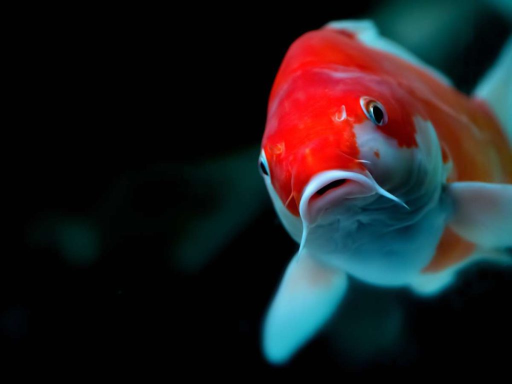 close up of a koi fish face swimming in a pond